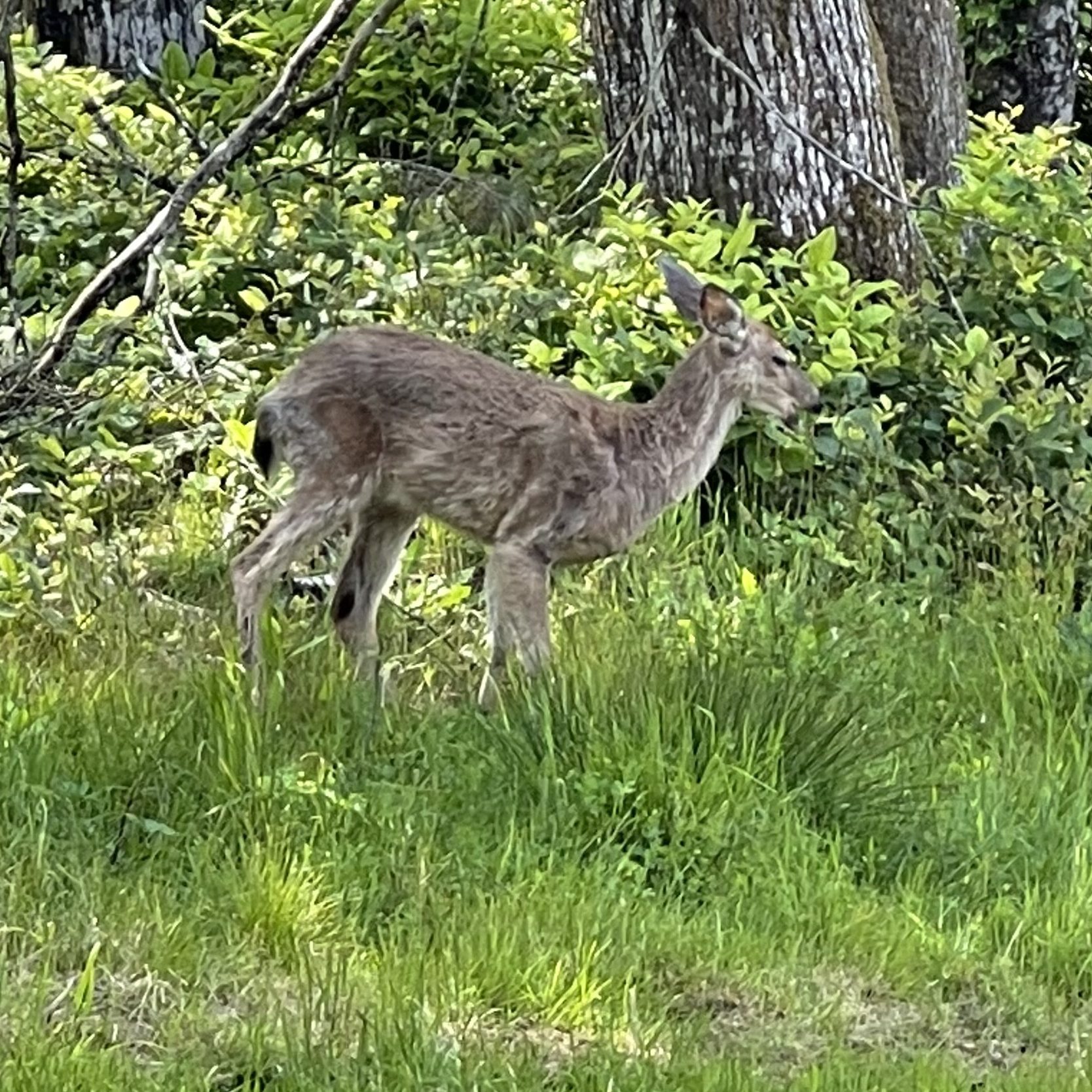 Garden Captain Cook Inn